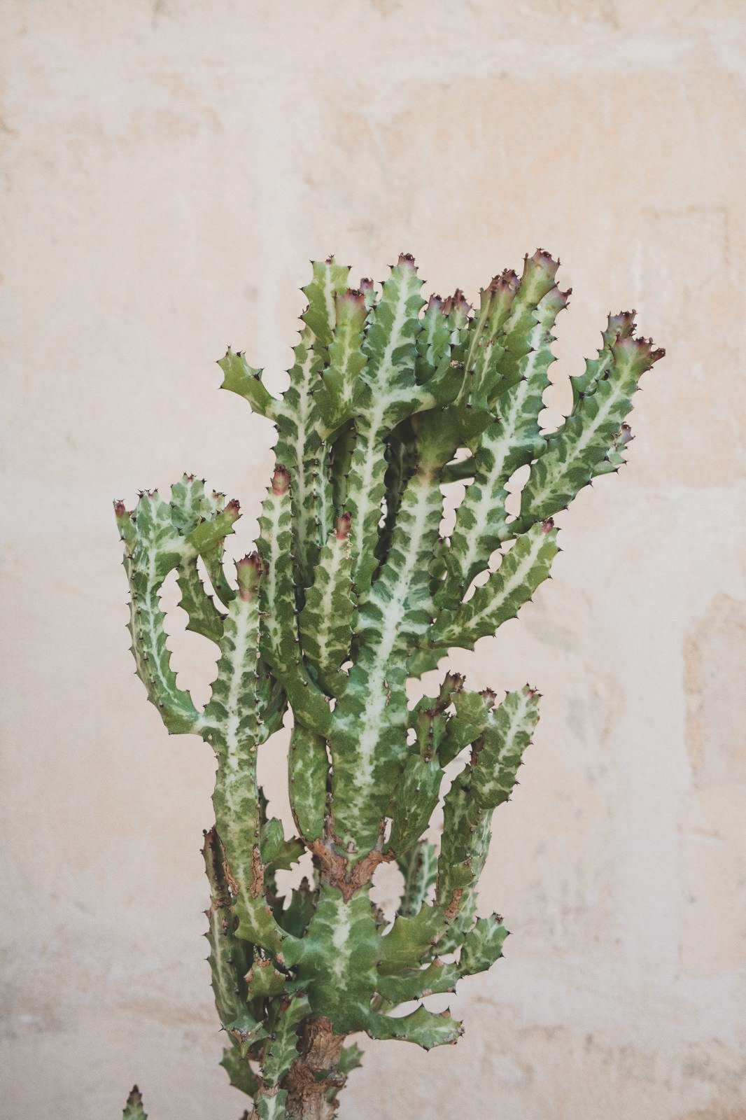 Cactus against a lime-washed wall